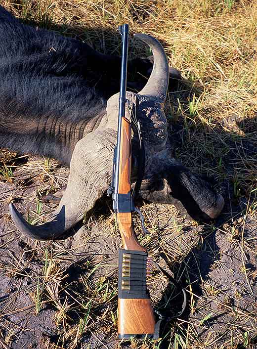 A 300-grain .375 Fail Safe bullet left a fist-sized hole as it exited this Botswana buffalo. This might sound good, but Fail Safes and similar “petal” bullets are why many African professional hunters now advise buffalo clients to use expanding bullets that DON’T penetrate so deeply, to prevent wounding another buffalo.