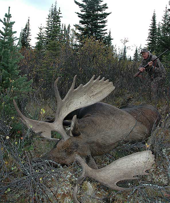 Wayne killed this B.C. moose with a Swift 250-grain A-Frame in a Norma-loaded 9.3x62 cartridge.